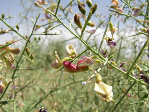 Alhagi maurorum
Camelthorn (Eng) Kameeldoorn (Ned)
Trefwoorden: Plant;Fabaceae;bloem;geel;rood