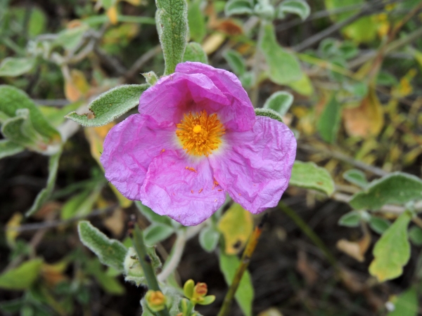Cistus creticus
Pink Rock-rose, Hoary Rock-rose (Eng) Rotsroos (Ned) Kretische Zistrose (Ger)
Trefwoorden: Plant;struik;Cistaceae;Bloem;roze