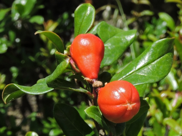 Punica granatum
Pomegranate (Eng) Nar (Tr) Granaatappel (Ned) Granatapfel (Ger) - young fruit 
Trefwoorden: Plant;Boom;Lythraceae;vrucht;cultuurgewas