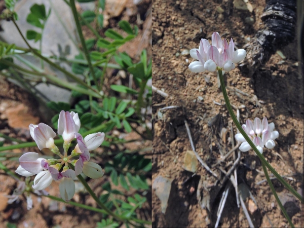 Coronilla cretica
Cretan Crownvetch (Eng) Ada Körigeni (Tr) 
Trefwoorden: Plant;Fabaceae;Bloem;wit;roze