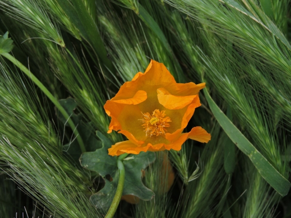 Glaucium Flavum
Yellow Horned Poppy (Eng) Gündürmelalesi (Tr) Gele Hoornpapaver (Ned) Gelber Hornmohn (Ger)
Trefwoorden: Plant;Papaveraceae;Bloem;geel;oranje