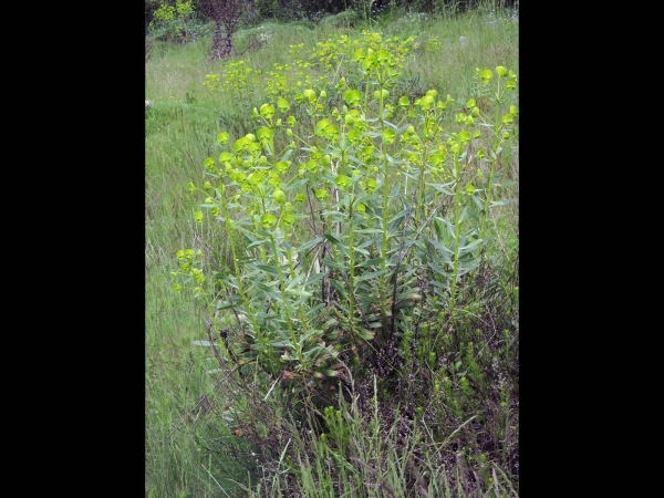 Euphorbia amygdaloides
Wood Spurge (Eng) Zerana (Tr) Amandelwolfsmelk (Ned) Mandelwolfsmilch (Ger)
Keywords: Plant;Euphorbiaceae;Bloem;groen