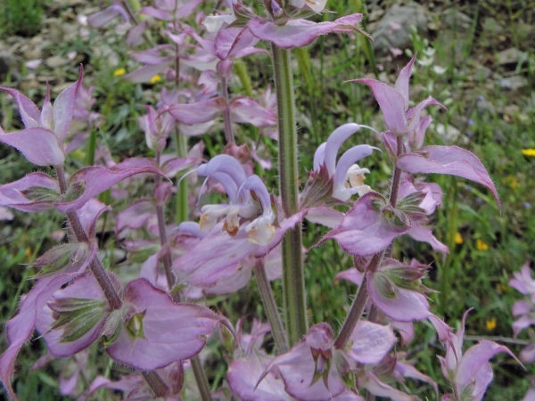 Salvia sclarea
Clary Sage (Eng) Paskulak (Tr) Scharlei (Ned) Muskatsalbei (Ger)
Trefwoorden: Plant;Lamiaceae;Bloem;roze