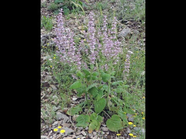 Salvia sclarea
Clary Sage (Eng) Paskulak (Tr) Scharlei (Ned) Muskatsalbei (Ger)
Trefwoorden: Plant;Lamiaceae;Bloem;roze