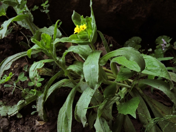 Alkanna graeca
Havaciva (Tr) Griechische Alkanna (Ger)
Trefwoorden: Plant;Boraginaceae;Bloem;geel