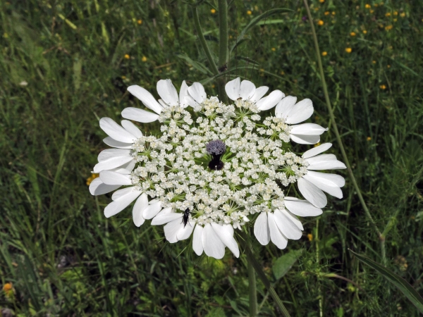 Artedia squamata
Madonna Flower, Crown Flower (Eng) Karabenek (Tr)
Trefwoorden: Plant;Apiaceae;Bloem;wit
