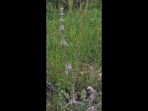 Stachys cretica
Cretan Hedgenettle (Eng) Deliçay (Tr) Kretischer Ziest (Ger)
Trefwoorden: Plant;Lamiaceae;Bloem;roze