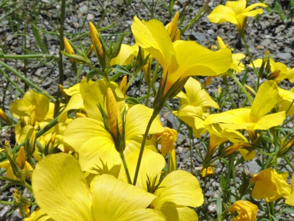 Linum flavum
Yellow Flax (Eng) Çimit (Tr) Geel Vlas (Ned) Gelber Lein (Ger)
Trefwoorden: Plant;Linaceae;Bloem;geel