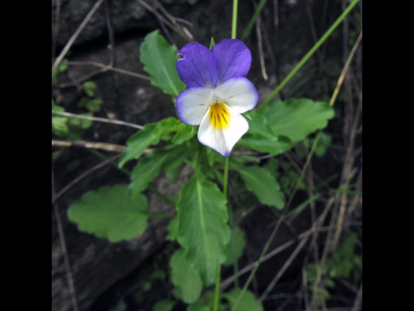 Viola tricolor
Wild Pansy, Wild Violet (Eng) Hercai Menekşe (Tr) Driekleurig Viooltje (Ned) gewöhnliches Stiefmütterchen (Ger) 
Trefwoorden: Plant;Violaceae;Bloem;wit;paars