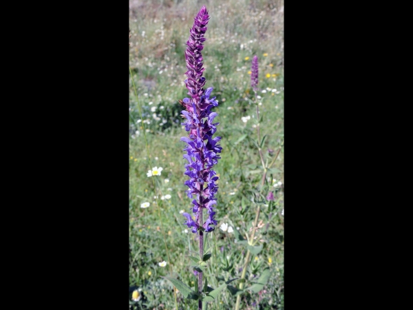 Salvia nemorosa
Wild Sage, Balkan Clary (Eng) Gehareş (Tr) Bossalie (Ned) Steppensalbei (Ger)
Trefwoorden: Plant;Lamiaceae;Bloem;blauw;paars