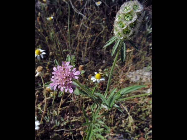 Scabiosa micrantha
Starflower Pincushions (Eng) Kavurotu (Tr)
Trefwoorden: Plant;Caprifoliaceae;Bloem;roze