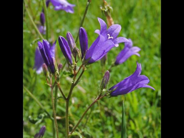 Campanula sibirica
Siberian Bellflower (Eng) Kaba Çıngırak (Tr) sibirische Glockenblume (Ger)
Trefwoorden: Plant;Campanulaceae;Bloem;blauw;paars
