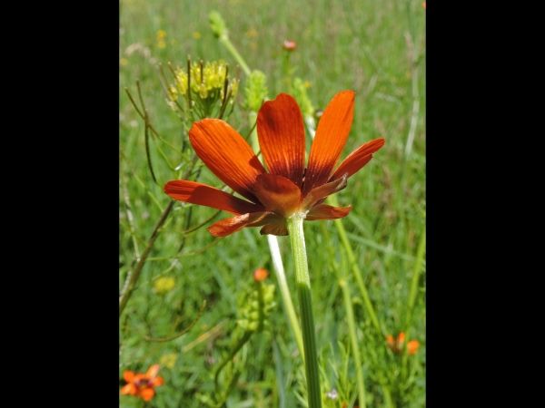 Adonis aestivalis
Pheasant's Eye (Eng) Kandamlası (Tr) Zomeradonis (Ned) Adonisröschen (Ger)
Trefwoorden: Plant;Ranunculaceae;Bloem;oranje;rood