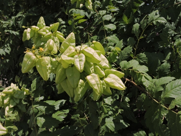 Koelreuteria paniculata
Chinese Varnish Tree, Pride of India (Eng) Gele Zeepboom (Ned) Chinesischer Blasenbaum (Ger)
Trefwoorden: Plant;Boom;Sapindaceae;Bloem;vrucht