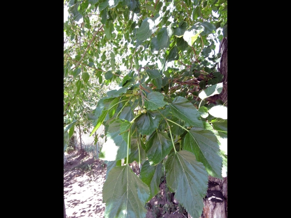 Morus; M. alba
Common Mulberry, White Mulberry (Eng) Beyaz Dut (Tr) Witte Moerbei (Ned) Weiße Maulbeere (Ger)
Trefwoorden: Plant;Boom;Moraceae;vrucht