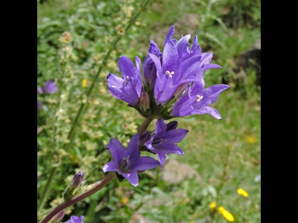 Campanula glomerata
Clustered Bellflower (Eng) Kluwenklokje (Ned) Büschelglockenblume (Ger)
Trefwoorden: Plant;Campanulaceae;Bloem;blauw;paars
