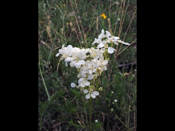 Filipendula vulgaris
Meadowsweet, Dropwort (Eng) Knolspirea (Ned) kleines Mädesüß (Ger)
Trefwoorden: Plant;Rosaceae;Bloem;wit