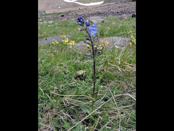 Veronica gentianoides
Gentian Speedwell (Eng) Gentiaan Ereprijs (Ned) Kandilçiçeği (Tr)
Trefwoorden: Plant;Plantaginaceae;Bloem;blauw