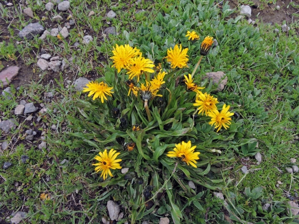 Leontodon; L. hispidus
Rough Hawkbit (Eng) Ruige Leeuwentand (Ned) Gulikazer (Tr)
Trefwoorden: Plant;Asteraceae;Bloem;geel