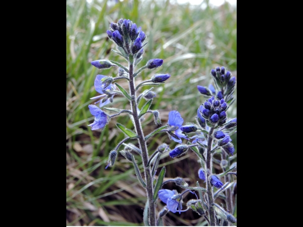 Veronica gentianoides
Gentian Speedwell (Eng) Gentiaan Ereprijs (Ned) Kandilçiçeği (Tr)
Trefwoorden: Plant;Plantaginaceae;Bloem;blauw