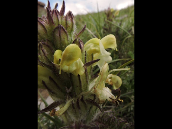 Pedicularis comosa
Crested Lousewort (Eng) Hotozlubitotu (Tr) Schopfiges Läusekraut (Ger)
Trefwoorden: Plant;Orobanchaceae;Bloem;geel
