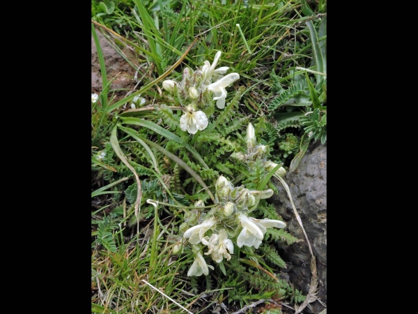 Pedicularis caucasica
Lousewort (Eng) Kesgerotu (Tr)
Trefwoorden: Plant;Orobanchaceae;Bloem;wit