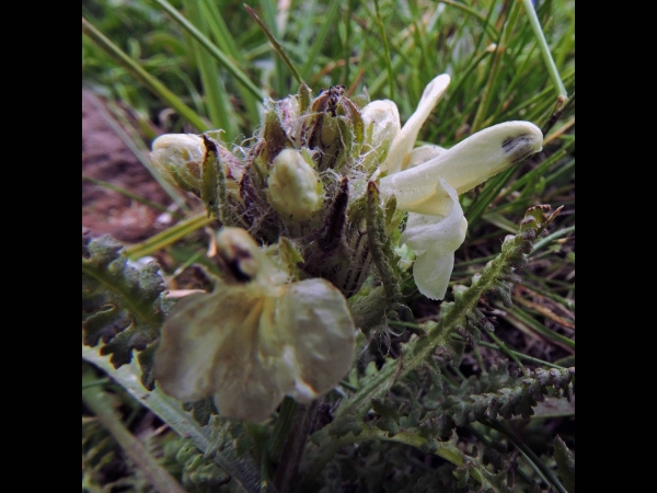 Pedicularis caucasica
Lousewort (Eng) Kesgerotu (Tr)
Trefwoorden: Plant;Orobanchaceae;Bloem;wit
