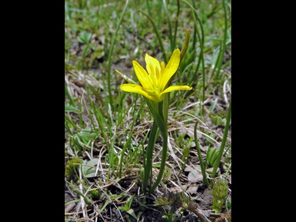 Gagea fragifera
Star-of-Bethlehem (Eng) Yaylayıldızı (Tr) Alpen-Goldstern (Ger)
Trefwoorden: Plant;Liliaceae;Bloem;geel
