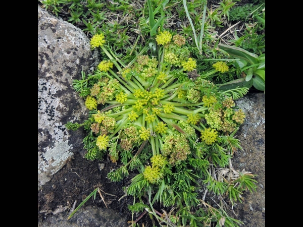 Chamaesciadium acaule
Hamotu (Tr)
Trefwoorden: Plant;Apiaceae;Bloem;groen