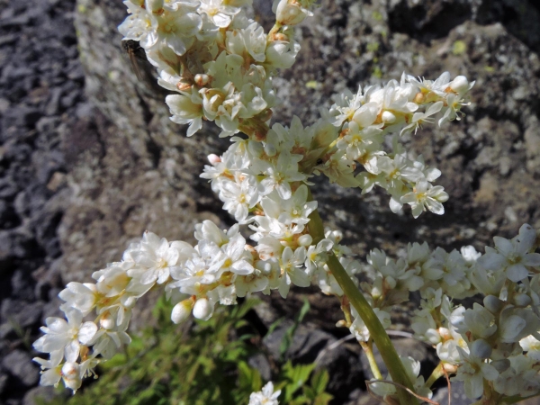 Koenigia alpina
Alpine Knotweed (Eng) Alpenknöterich (Ger) Elayaz (Tr)
Trefwoorden: Plant;Polygonaceae;Bloem;wit