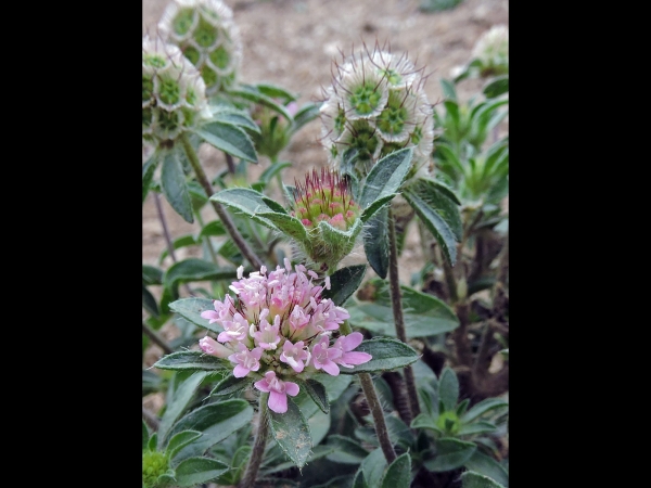 Lomelosia micrantha
Starflower Pincushions (Eng) скабиоза мелкоцветная (Rus)
Trefwoorden: Plant;Caprifoliaceae;Bloem;roze