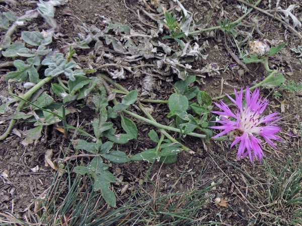 Psephellus dealbatus
Persian Cornflower (Eng) Mor Tülübaş (Tr) Bestoven Centaurie (Ned)
Trefwoorden: Plant;Asteraceae;Bloem;roze