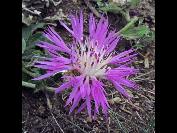 Psephellus dealbatus
Persian Cornflower (Eng) Mor Tülübaş (Tr) Bestoven Centaurie (Ned)
Trefwoorden: Plant;Asteraceae;Bloem;roze