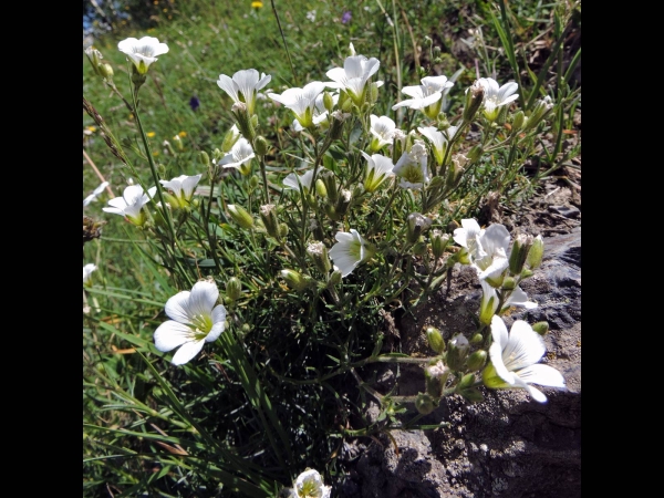 Minuartia circassica
Mountain Sandwort (eng) Yayla Tıstısı (Tr)
Trefwoorden: Plant;Caryophyllaceae;Bloem;wit
