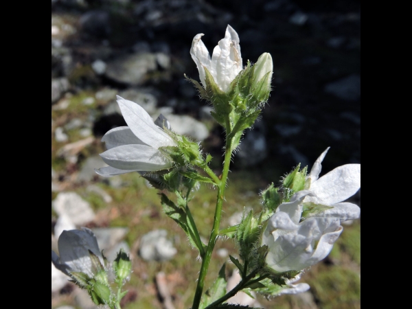 Campanula lactiflora
Milky Bellflower (Eng) Celtisbladklokje (Ned) Kuspida (Tr) Milchblume (Ger)
Trefwoorden: Plant;Campanulaceae;Bloem;wit
