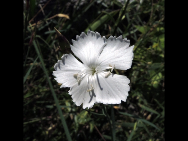 Dianthus cretaceus
Kabuk Karanfil (Tr) 
Trefwoorden: Plant;Caryophyllaceae;Bloem;wit