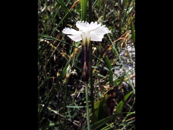 Dianthus cretaceus
Kabuk Karanfil (Tr) 
Trefwoorden: Plant;Caryophyllaceae;Bloem;wit