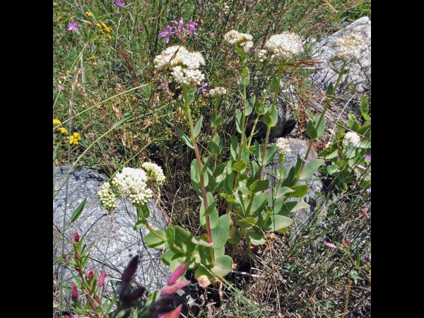Hylotelephium maximum
Hylotelephium maximum (Eng) Grote hemelsleutel (Ned) Große Fetthenne (Ger)
Trefwoorden: Plant;Crassulaceae;Bloem;wit