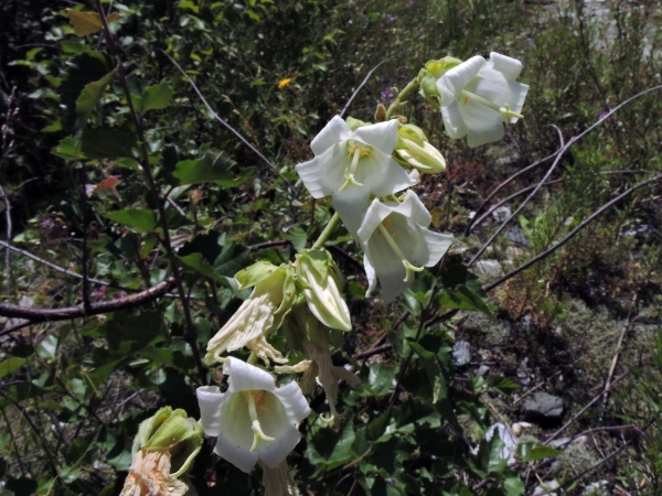 Campanula alliariifolia
Cornish Bellflower (Eng) Melkklokje (Ned) Akçan (Tr) Knoblauchraukenblättrige Glockenblume (Ger)
Trefwoorden: Plant;Campanulaceae;Bloem;wit