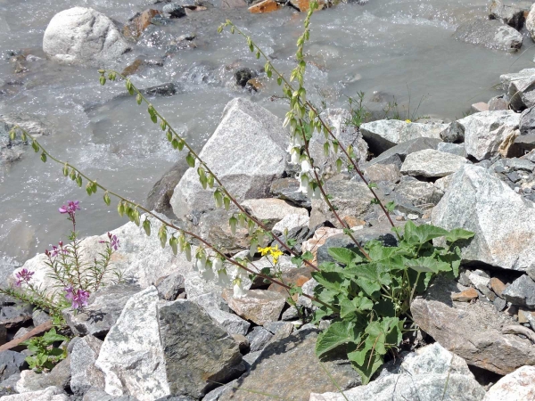 Campanula alliariifolia
Cornish Bellflower (Eng) Melkklokje (Ned) Akçan (Tr) Knoblauchraukenblättrige Glockenblume (Ger)
Trefwoorden: Plant;Campanulaceae;Bloem;wit