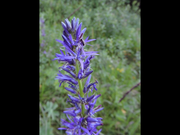 Asyneuma rigidum
Rigid Asyneuma (Eng) Nujdan (Tr)
Trefwoorden: Plant;Campanulaceae;Bloem;blauw