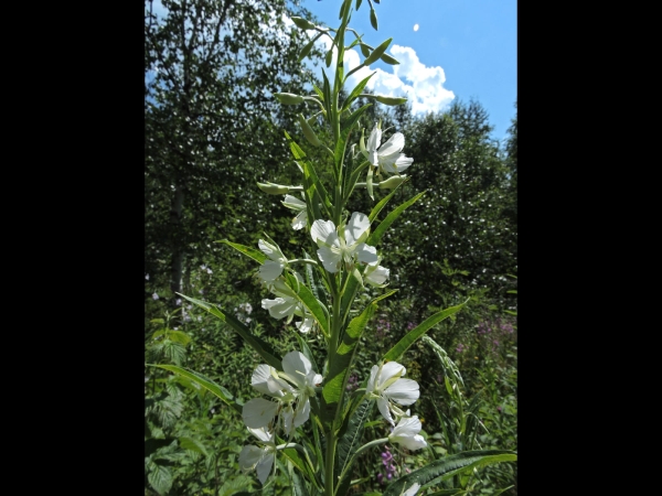 Epilobium angustifolium
Rosebay Willowherb (Eng) Wilgenroosje (Ned) Schlagweidenröschen (Ger) Yakıotu (Tr) - white type
Trefwoorden: Plant;Onagraceae;Bloem;wit