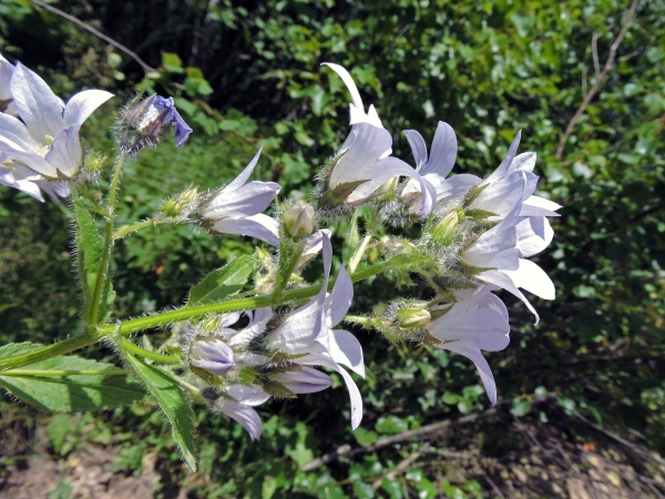 Campanula lactiflora
Milky Bellflower (Eng) Celtisbladklokje (Ned) Kuspida (Tr)
Trefwoorden: Plant;Campanulaceae;Bloem;wit