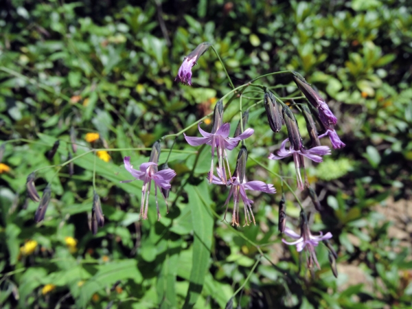 Prenanthes purpurea
Purple Lettuce (Eng) Hazesla (Ned) Hasenlattich (Ger) Mor Eğikçiçek (Tr)
Trefwoorden: Plant;Asteraceae;Bloem;roze