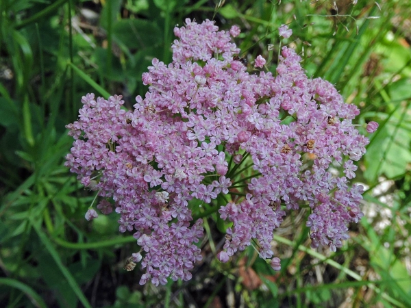 Pimpinella major
Greater Burnet Saxifrage (Eng) Grote Bevernel (Ned) Große Bibernelle (Ger)
Trefwoorden: Plant;Apiaceae;Bloem;roze