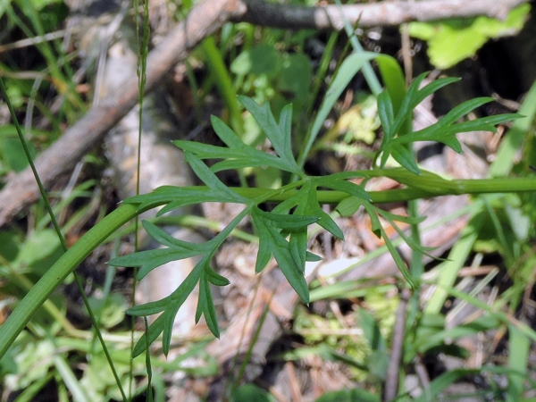 Pimpinella major
Greater Burnet Saxifrage (Eng) Grote Bevernel (Ned) Große Bibernelle (Ger) - leaf
Trefwoorden: Plant;Apiaceae