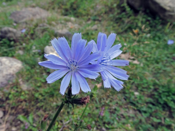 Cichorium pumilum
Wild Endive (Eng) Wilde Andijvie (Ned) Dünek (Tr)
Trefwoorden: Plant;Asteraceae;Bloem;blauw