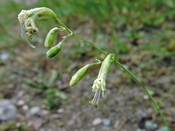 Silene saxatilis
Simotu (Tr)
Trefwoorden: Plant;Caryophyllaceae;Bloem;wit;groen