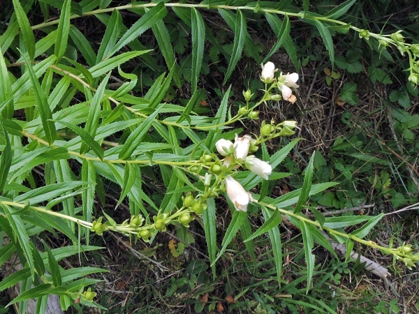 Digitalis ciliata
Hairy Foxglove (Eng)
Trefwoorden: Plant;Plantaginaceae;Bloem;wit