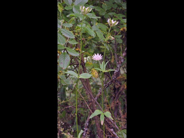 Astrantia maxima
Great Masterwort (Eng) Zeeuws Knoopje, Groot Sterrenscherm (Ned) Yıldızca (Tr)
Trefwoorden: Plant;Apiaceae;Bloem;roze